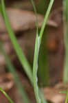 Lined sedge